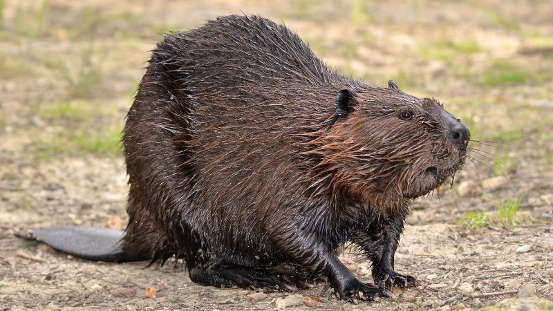 Bever
