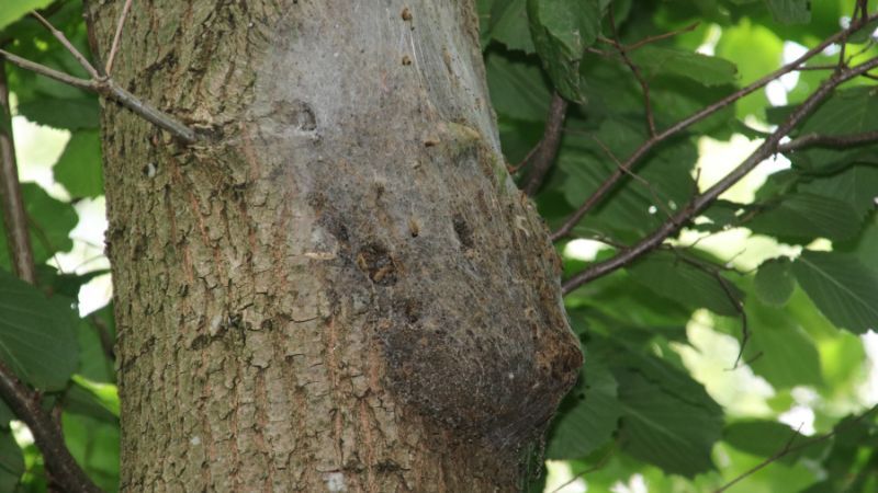 Nest van eikenprocessierupsen