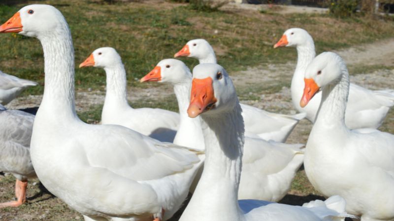 Witte soepganzen