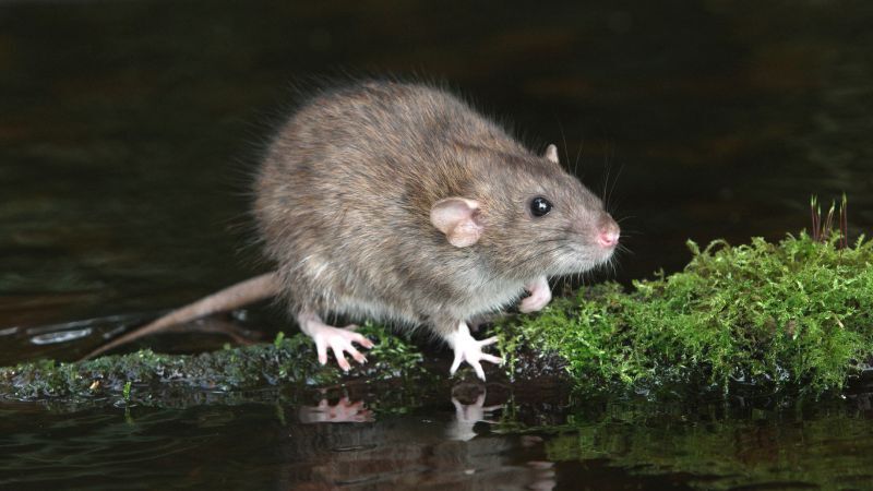 Bruine rat