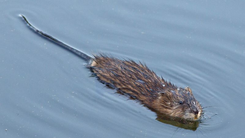 Muskusrat