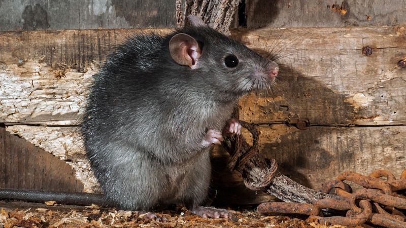 Zwarte rat