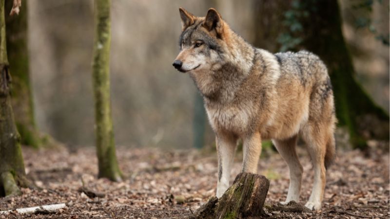 Wolf