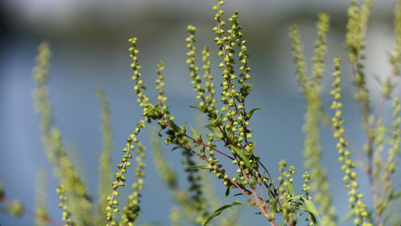 Alsemambrosia: bloemen