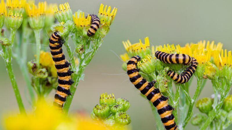 Rups van sint-jacobsvlinder