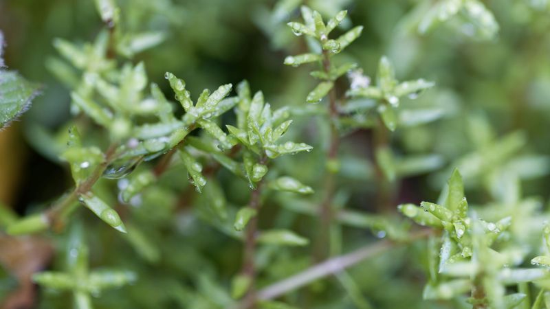 Watercrassula