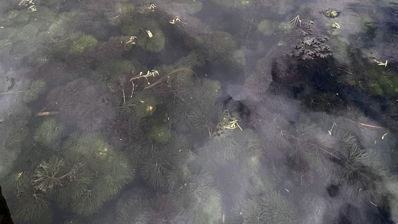 Waterwaaier: onderwatermat