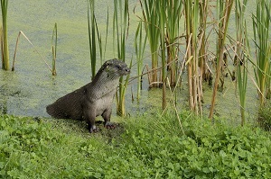 Otter Weerribben-Wieden